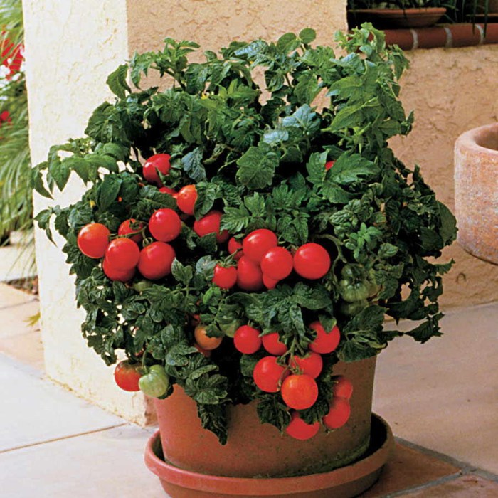 Tomatoes tomato growing containers plant tips oliver seb getty