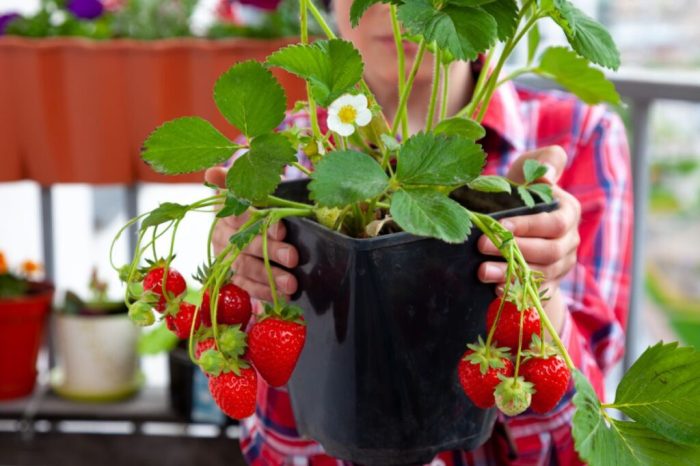 Strawberries grow containers diy4ever tutorial