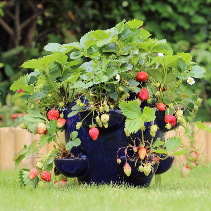 Growing a strawberry plant in a pot