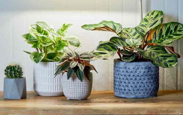 How to grow a pot plant