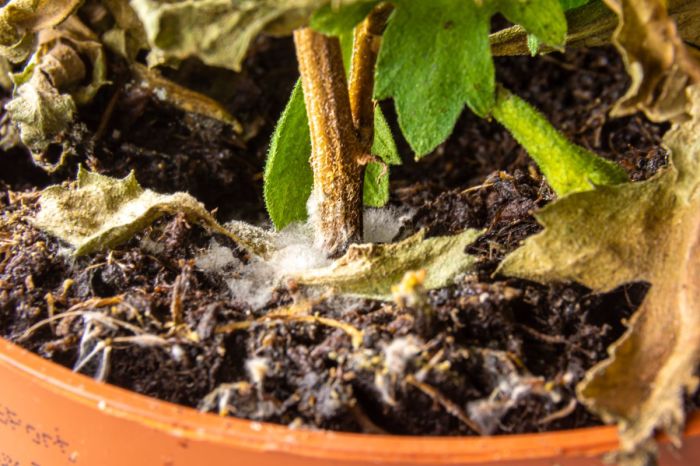 Mold in potted plant soil