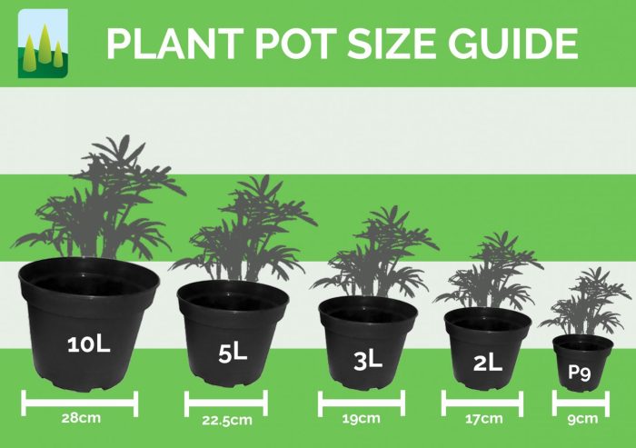 Plant pot size guide