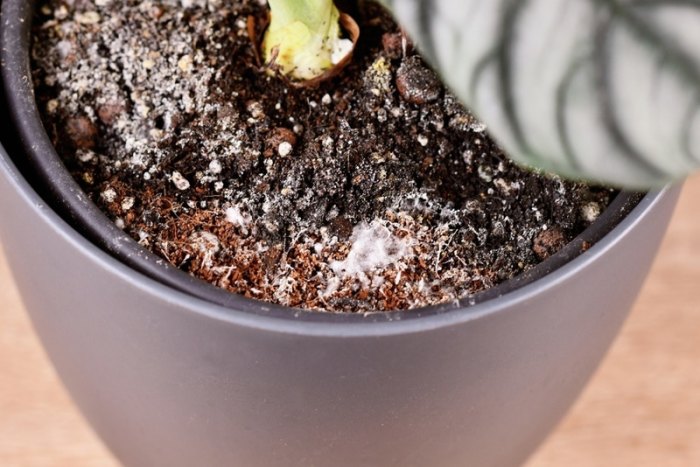 Mold in potted plant soil