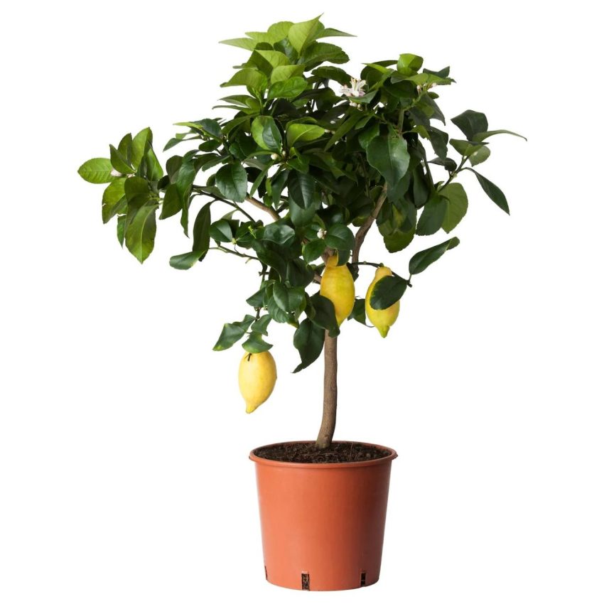 Lemon plant in pot