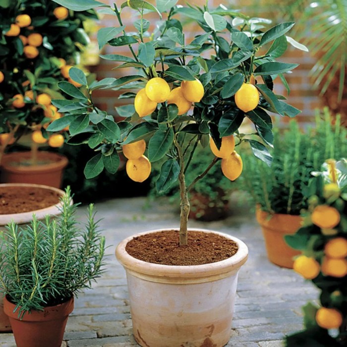 Lemon plant in pot