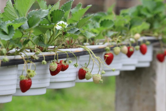 Growing a strawberry plant in a pot