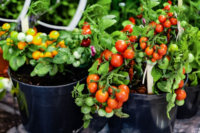 Tomato plant in pot