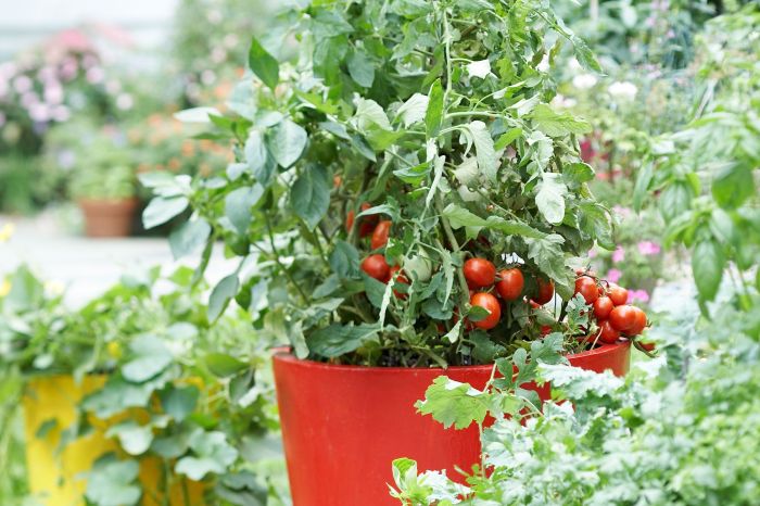 Tomato plant in pot